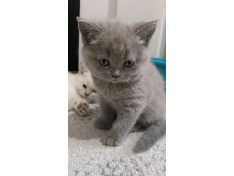 12 mayıs doğumlu british shorthair yavrularımız