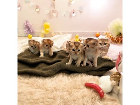 Orjinal golden ny12 ve ny25 british shorthair yavrular