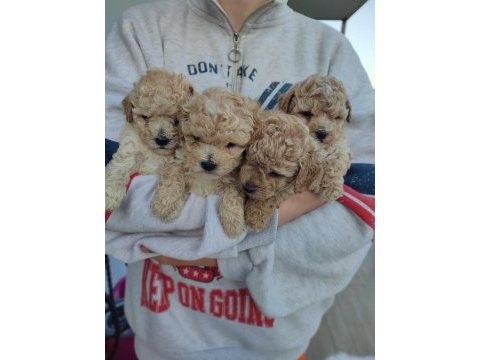 Ped eğitimli maltipoo kızımız