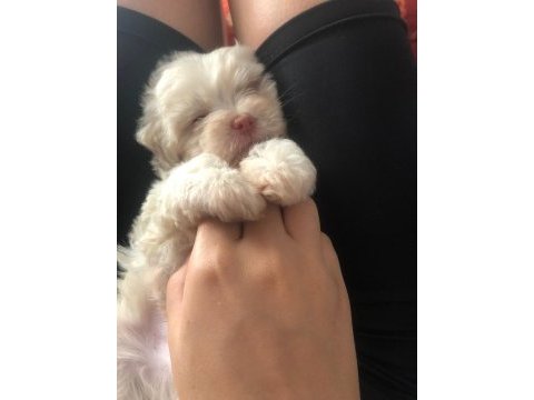 40 günlük erkek maltipoo