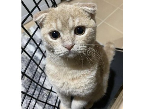 Scottish shorthair 9 aylık kısır erkek