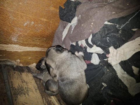 Yeni doğan yavru köpekler uygun verilecek