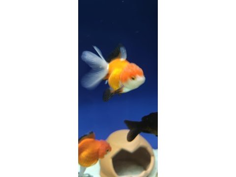 Oranda japon balığı