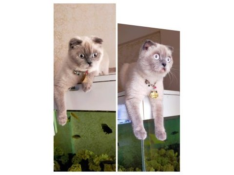Pamuk prenses scottish fold 2 yaşında