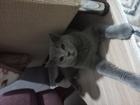 Scottish fold mama karşılığı erkek 8 aylık