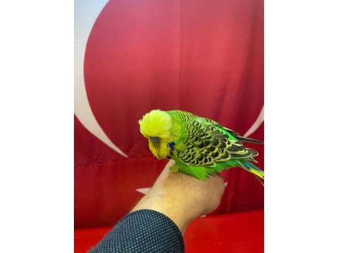 Avrupa kalitesinde beslenen muhabbet kuşları