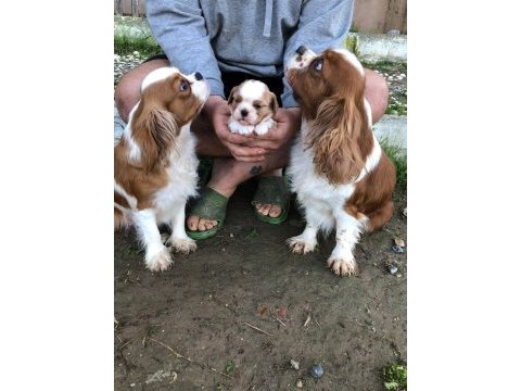 Değerini bilene a plus kalite dişi bebek köpekler