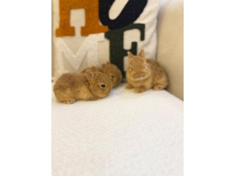 Hollanda cücesi netherland dwarf tavşan