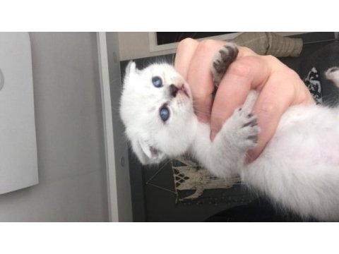 Kaliteli scottish fold yavrular