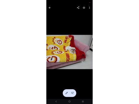 Erkek 2 yaşında pekinez