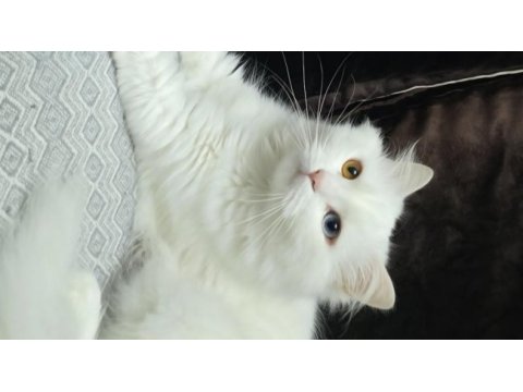2 yaşındaki kedimiz takip koşulu sahiplendirilecektir