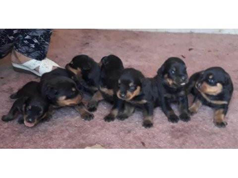 Rottweiler yavrular