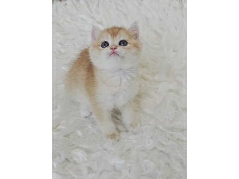 Ny12 british shorthair