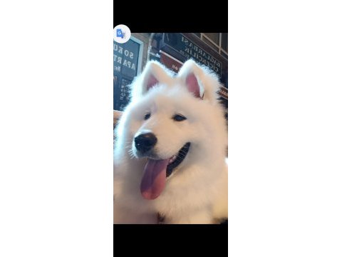 7 aylık alfa karbeyaz samoyed