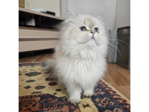 British longhair golden point dişi