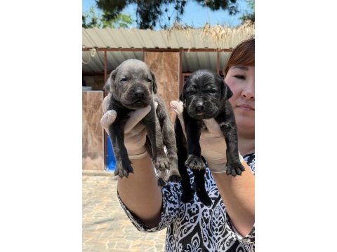 Cane corsa alan koruma köpeği yavruları 