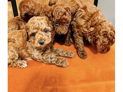 Poodle bebekler
