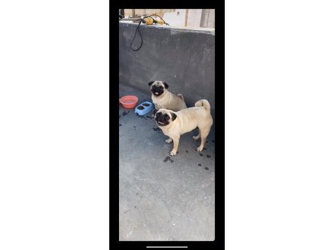 2 adet genç damızlık pug mops dişiler