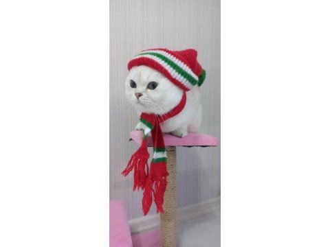 Orjinal safkan ırk şecereli british shorthair