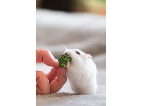 Aynı gün adrese teslim hamster yavru ve setleri