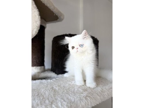 Erkek odd eyes kedimiz bilgi için arayın