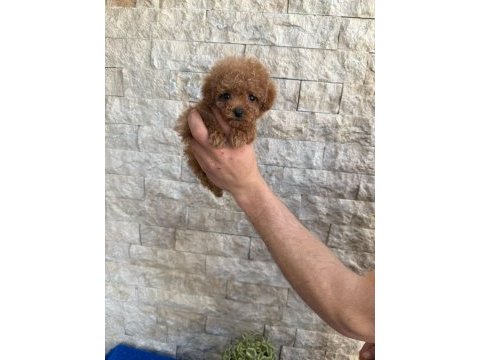 Oyuncaktan farksız poodle köpeğimiz
