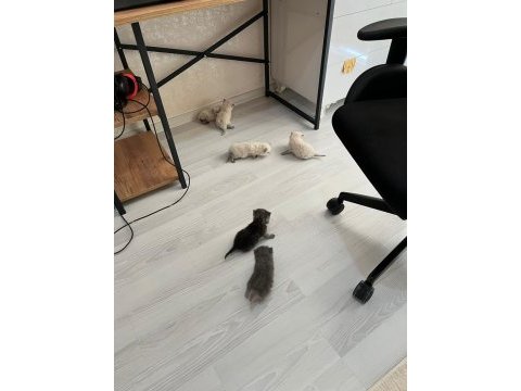 British shorthair yavrular