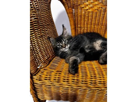 2 aylık şecereli dev maine coon yavrular