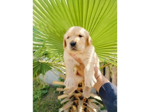 Golden retriever yavruları
