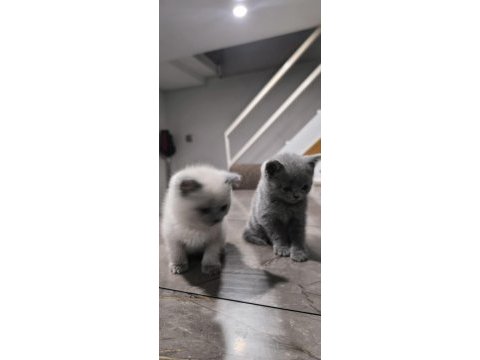 Özenle british shorthair yavruları