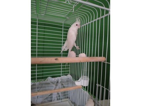 Dişi albino sultan papağanı