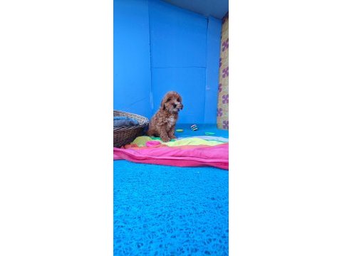 İnanılmaz güzellikte maltipoo yavrular