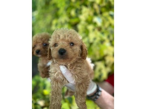 Sevimli maltipoo yavrular