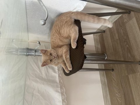 Kedimiz çok uysal akıllı