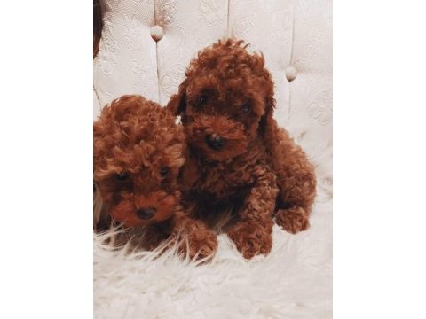 Ankara’nın yasal ruhsatlı çifliğinden toy poodle 