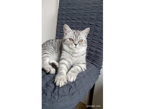 British shorthair silver tabby