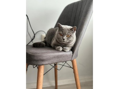 12 aylık british shorthair