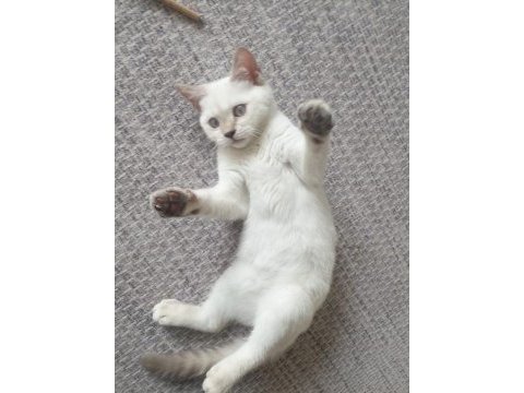 Ücretsiz sahiplendirme british shorthair