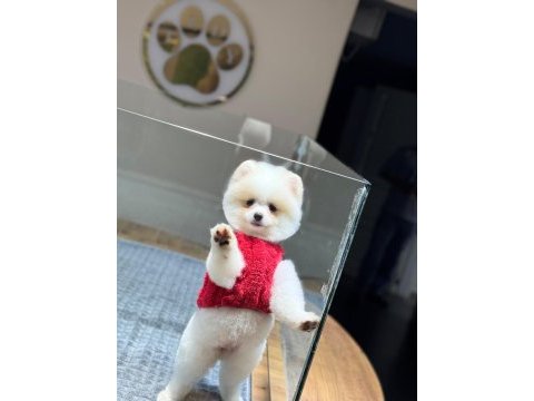 Sağlık ve ırk garantili pomeranian