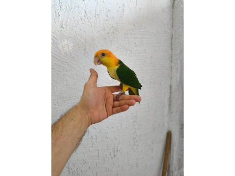 Biblo gibi bebek caique