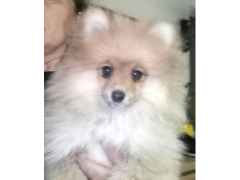 Chanel isimli pomeranian kızımız