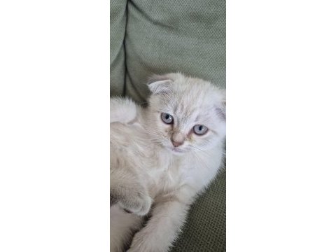 Pamuk mavi göz mükemmel bebeğim yeni yuvasını arıyor