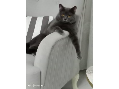 12 aylık british shorthair