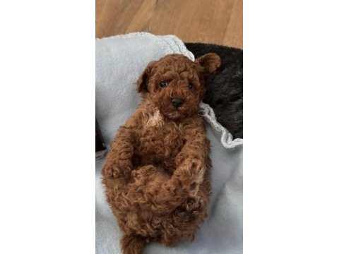 Toy poodle köpekler