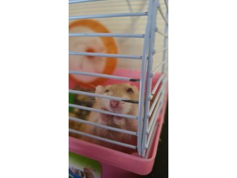 Hamsterlar beyaz kahve