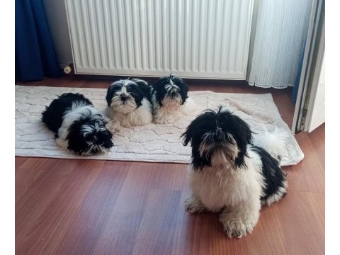 A kalite şecereli shih tzu yavruları