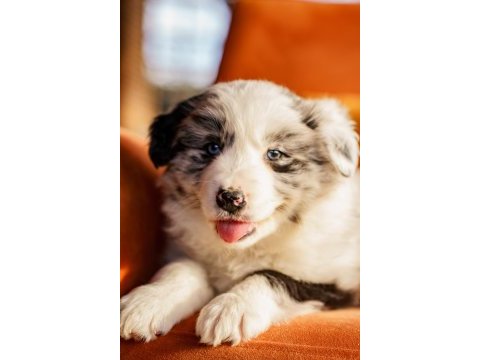 Border collie yavrular