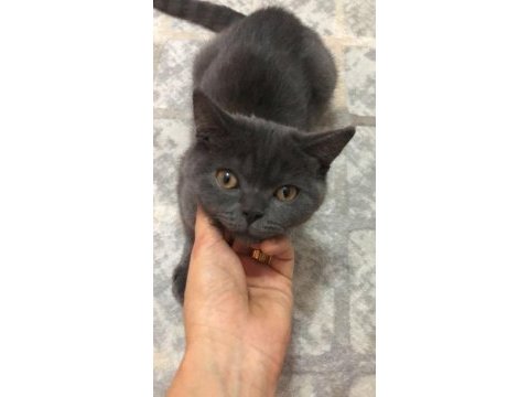 British shorthair cins kedimiz