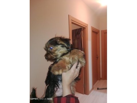 Orjinal yorkshire terrier yavruları 3 erkek 1 dişi