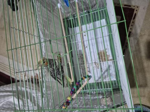 2,5 aylık sultan papağanı